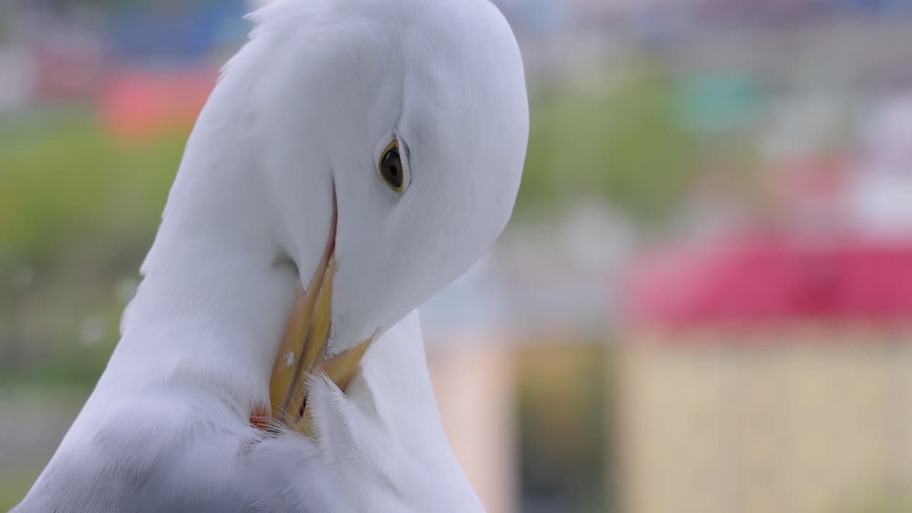 The head of a seagull in close-up. The bird landed on the window sill. Shooting through glass.