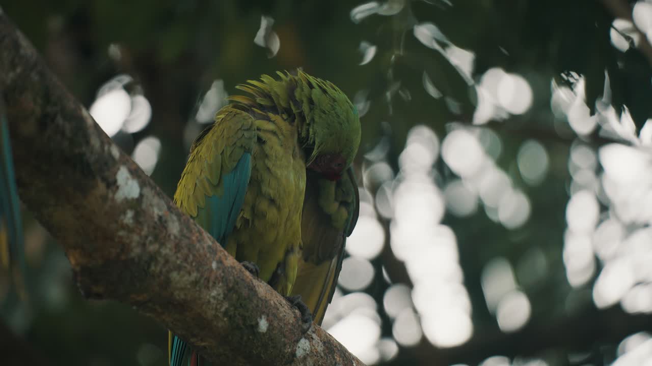 guacamayo verde salvaje, ara ambiguus, sentado en la rama en costa rica