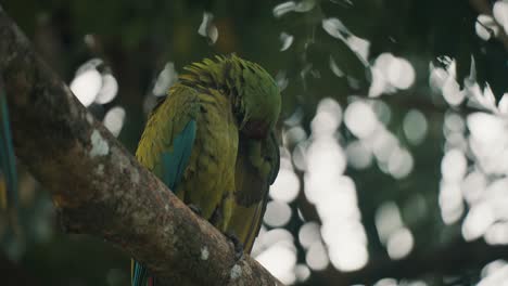 Wilder-Grüner-Ara,-Ara-Ambiguus,-Sitzt-Auf-Dem-Ast-In-Costa-Rica