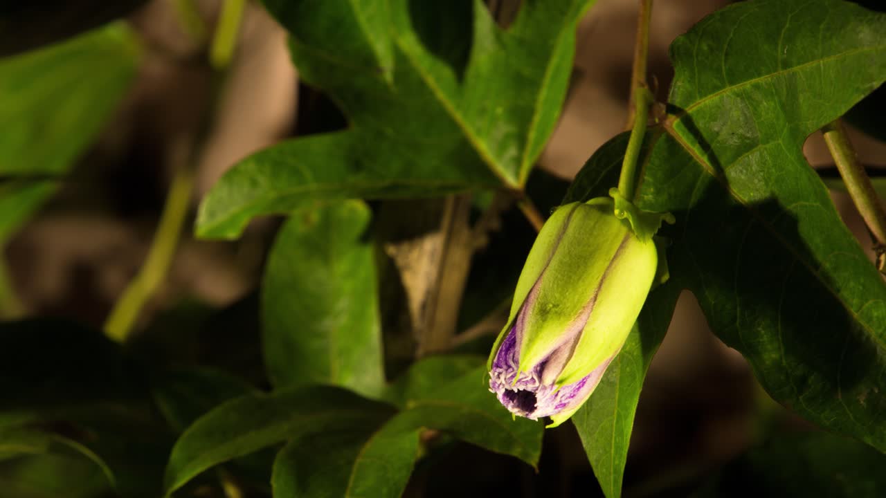 flor de la pasión floreciendo