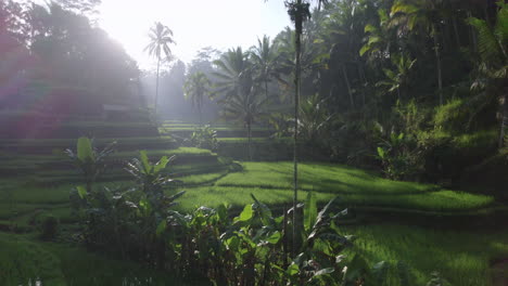 backwards drone panning shot of sunlight shining over rice field terraces in bali