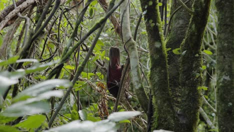 A-Kaka-chewing-on-a-branch-while-upside-down-in-Zealandia,-Wellington,-NZ