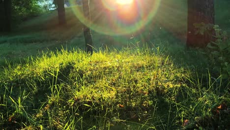 warm summer sun light shining through wild grass field