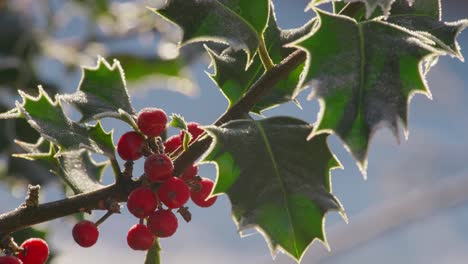 Kalte-Winteraufnahmen-Eines-Stechpalmenstrauchs-Mit-Reifen-Roten-Beeren,-Die-Von-Morgenfrost-Bedeckt-Sind