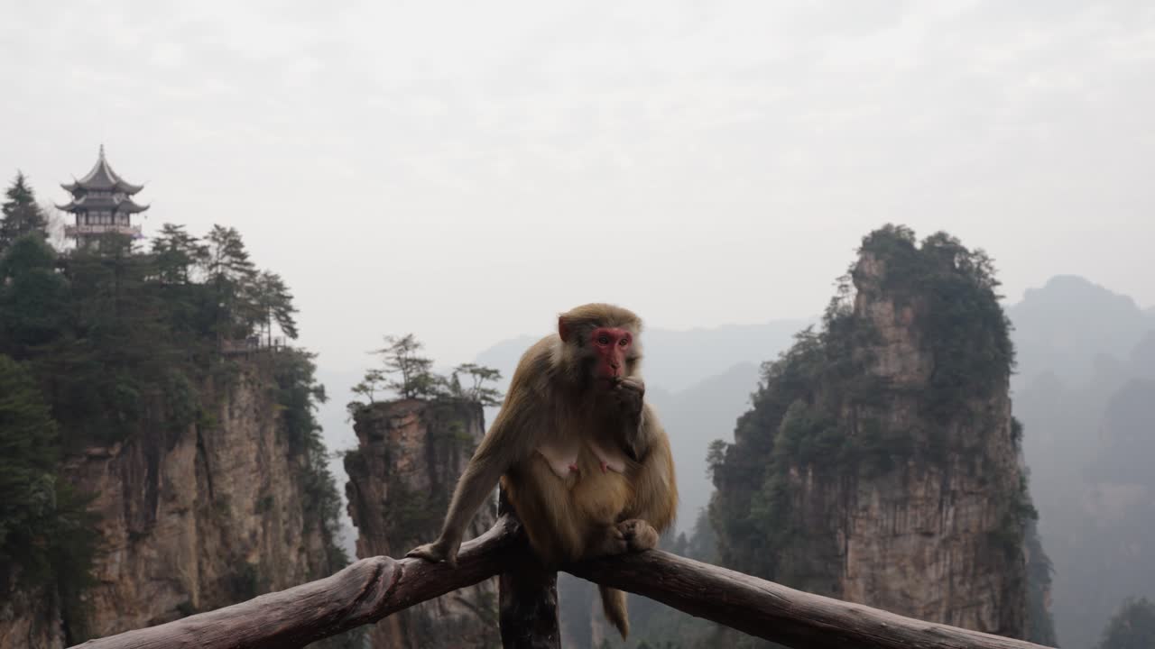 A Tibetan macaque (Macaca thibetana) sits calmly on a wooden railing overlooking the sandstone pillars of Zhangjiajie, China.