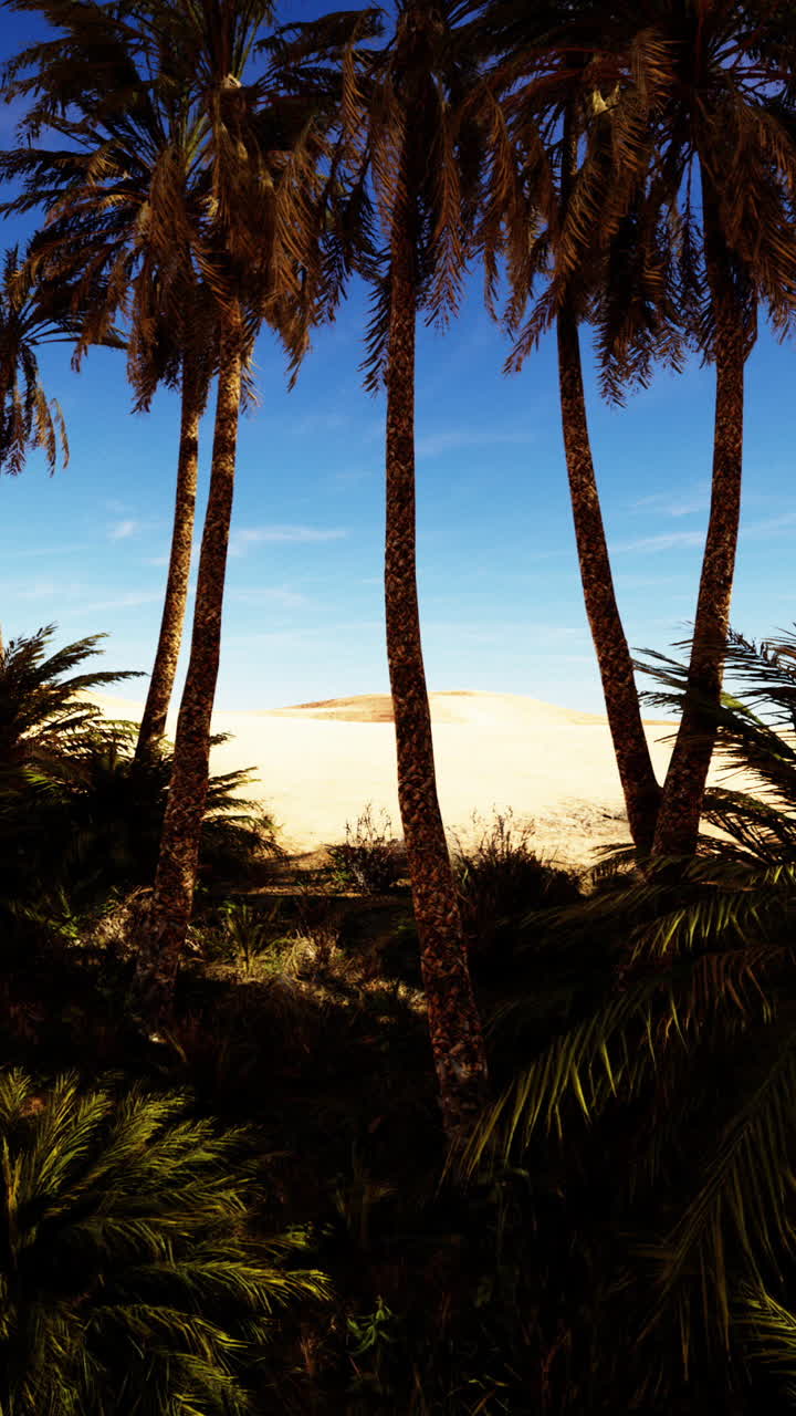 Palm trees in the desert landscape