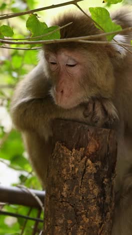 macaque perched on tree in lush greenery