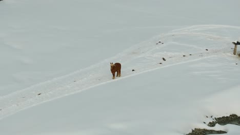 aerial view zooms in on lone brown horse standing still in snowy field