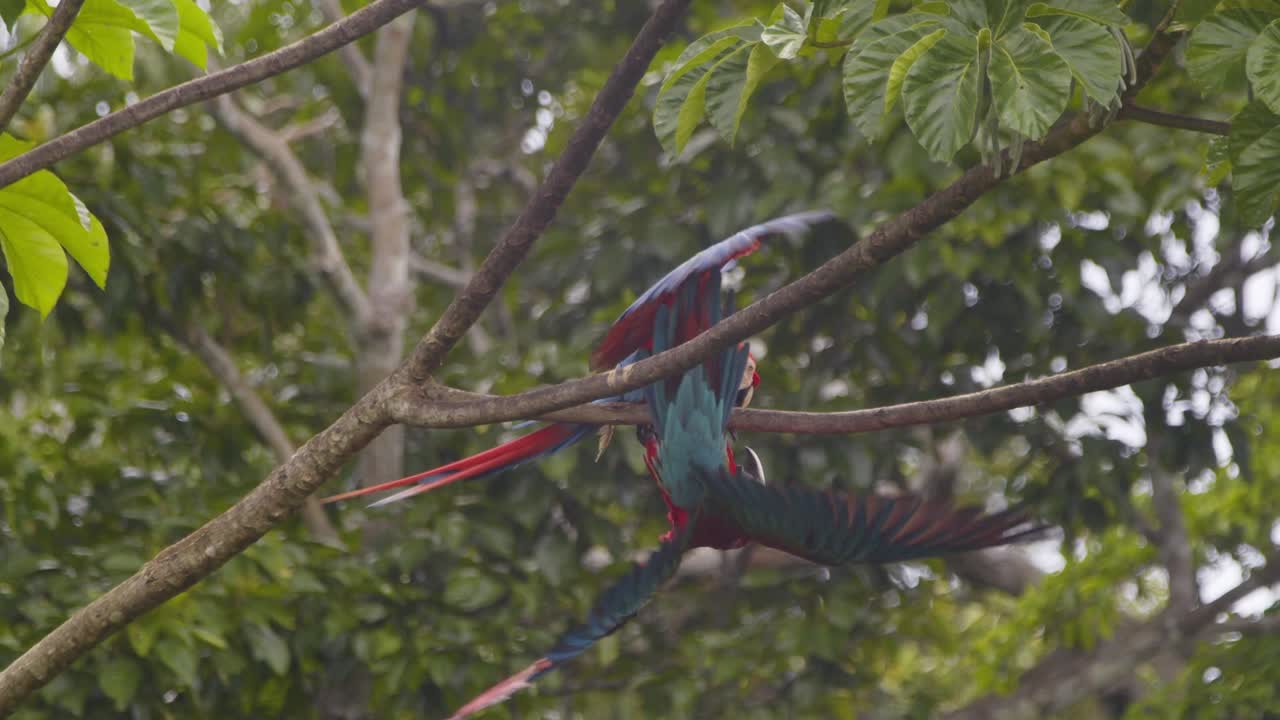 Scarlet and green winged Macaw fiercely compete for a branch, their colors dazzling in rainforest slow motion, Green winged wins