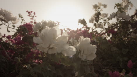 close up of withe and purple flowers on bush in wind, sunny