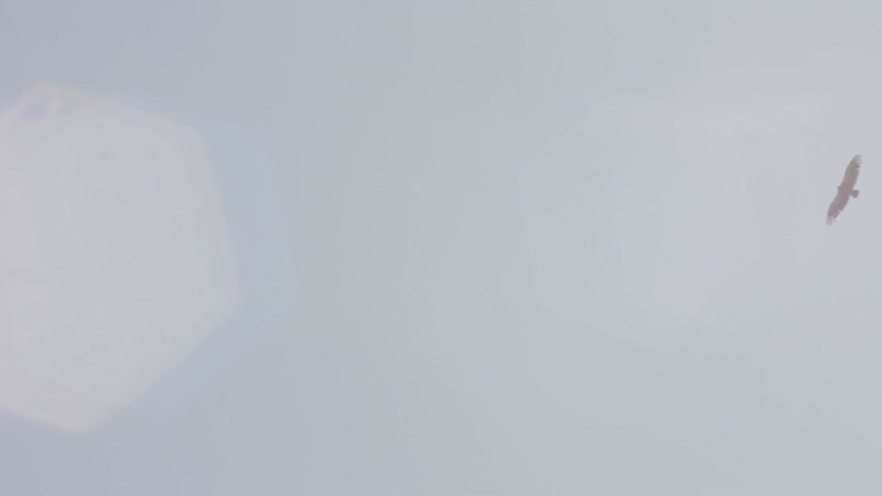 burgos, castilla y león, 스페인에서 그리폰 독수리 비행