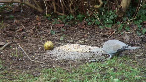 paloma de collar alimentándose de semillas de aves en un césped delantero