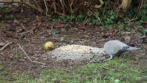 collared dove feeding on bird seed on a front lawn