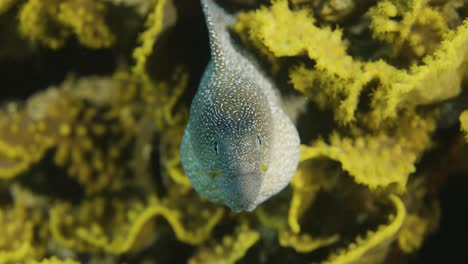 the yellowmouth moray is a true beauty