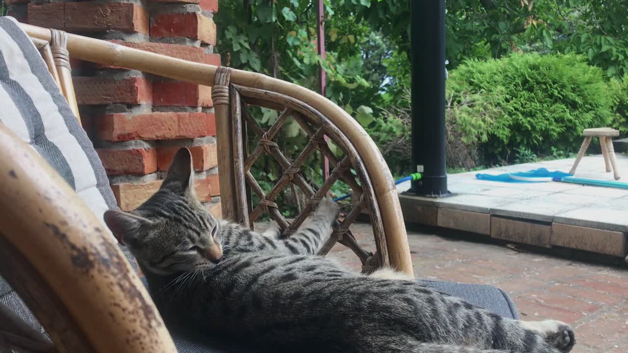 Young Tabby Cat Grooming on Veranda Bench