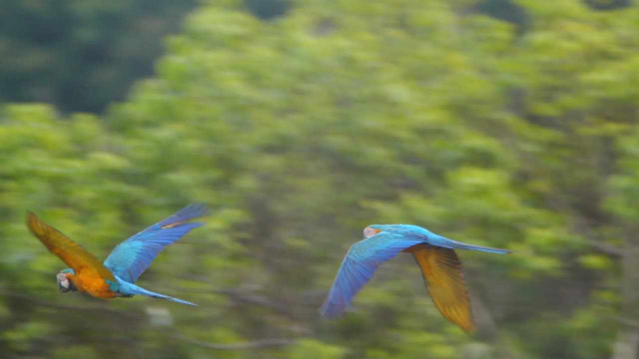 Fast flying Vibrant Blue-and-Yellow Macaw takes moving across the canopy in the Peruvian jungle.