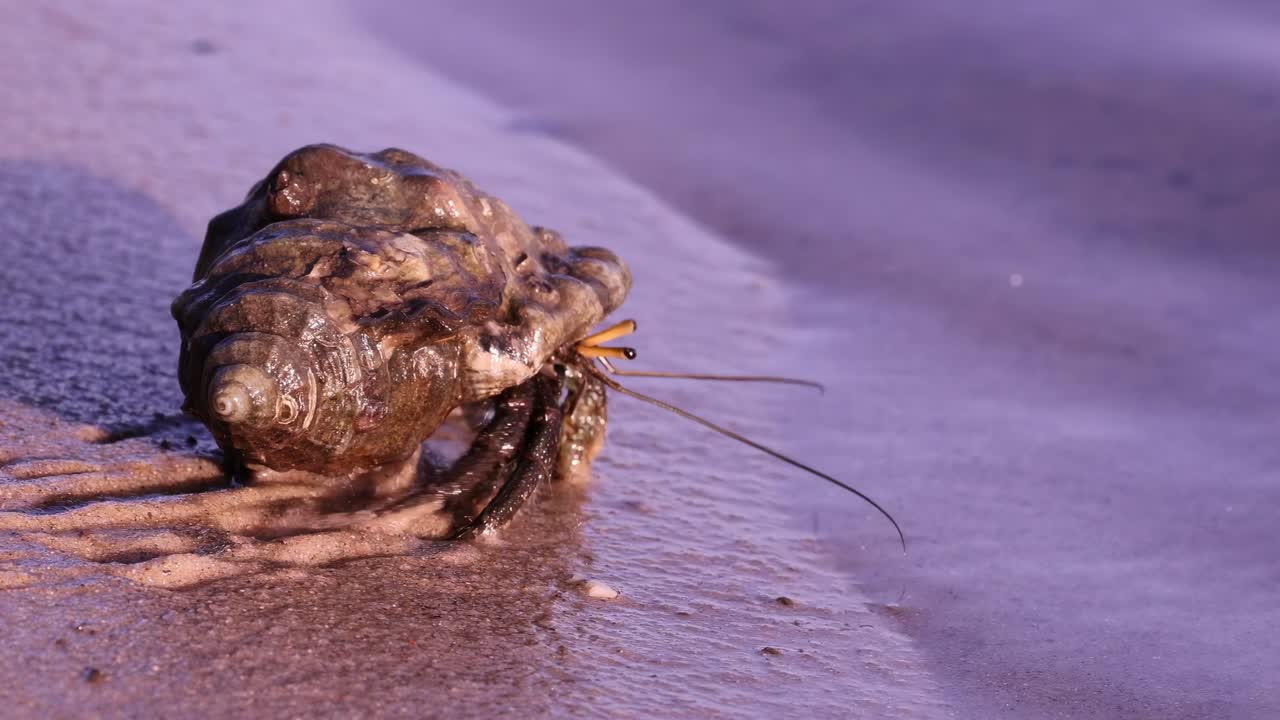 A hermit crab moves across a wet, rippling sand surface, showcasing its shell and antennae.