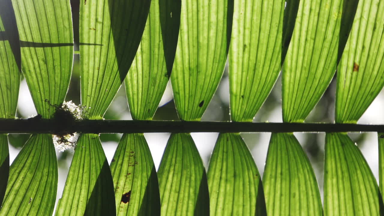 patrón artístico abstracto de hojas de palmera en la selva tropical de costa rica, américa central