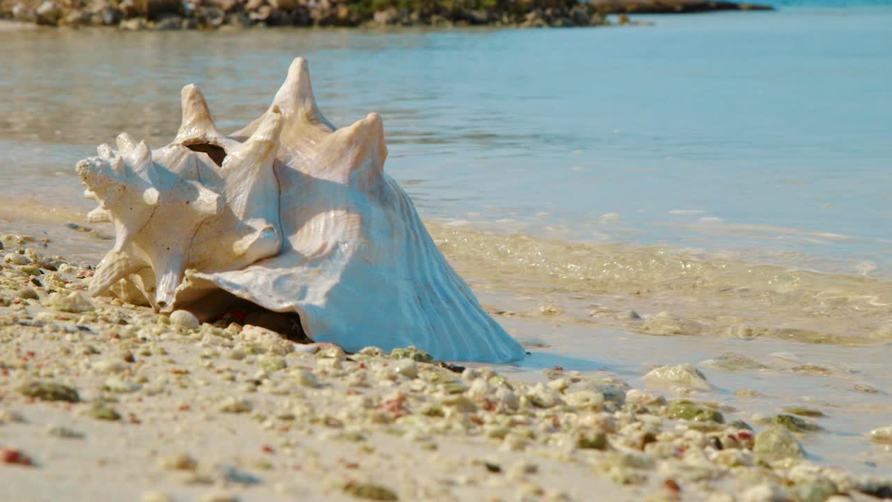 보네르의 배경에 파도와 함께 모래 사장에 누워 있는 빈 조가비