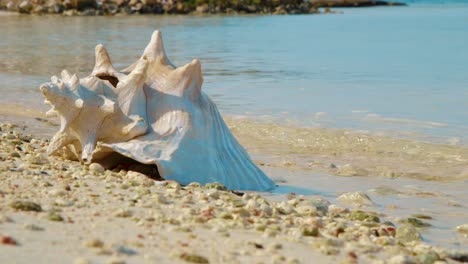 empty conch lying on the sandy shore with waves on the background in bonaire