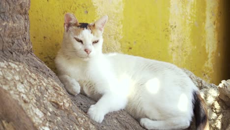 white cat relaxes on tree in front of yellow wall and looking tired