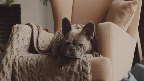 unteransicht eines bulldoggenhundes, der in einem sessel sitzt und mit einer decke bedeckt ist