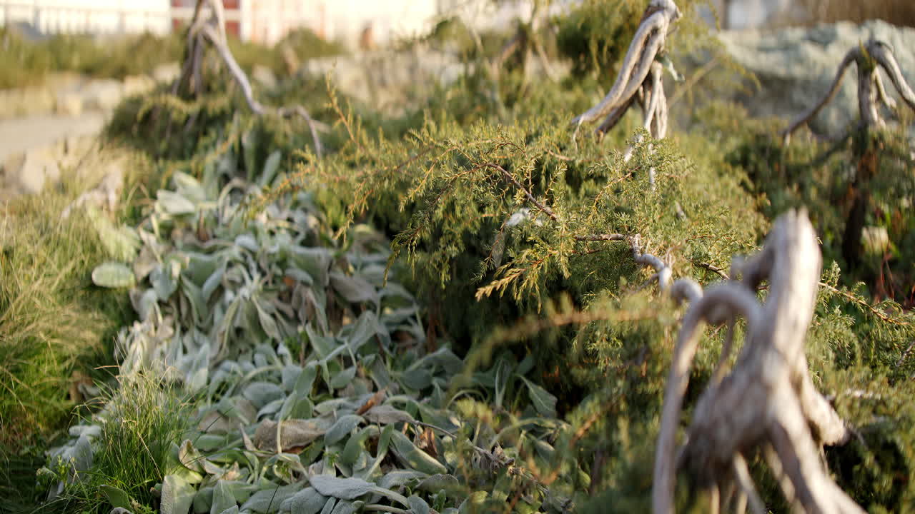 Ornamental plants and shrubs in a garden setting