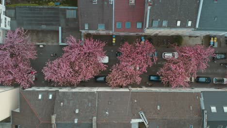 drone - aerial top shot of the kirschbluete cherry blossom in the heerstraße heerstreet breitestraße bonn 30p