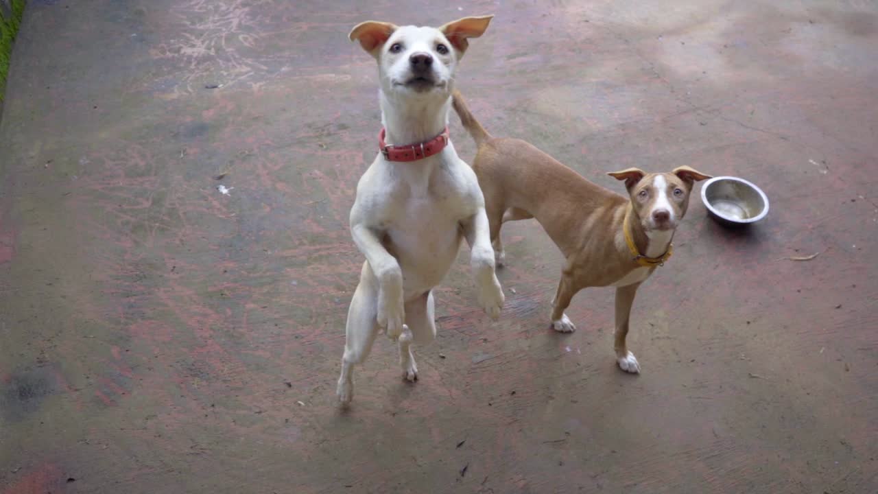 dog jump for food biscuit pov
