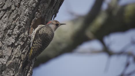 un pájaro carpintero parpadeo del norte entra en un nido de cavidad de árbol hueco