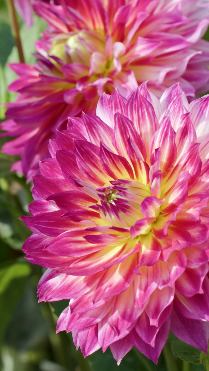 La telecamera panoramica lentamente attraverso fiori di Dahlia pinnata rosa e gialli in fiore sotto una luce esterna intensa.