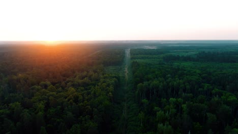 sunrise over a forest path