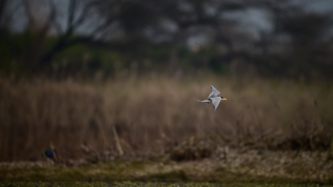 Sterna di fiume che pesca nella zona umida.
