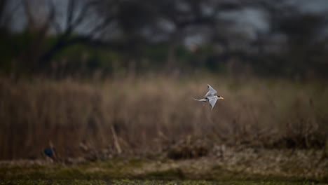 River-Tern-Fishing-in-Wetland