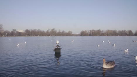 various birds swimming in a lake