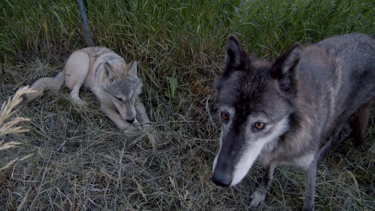 A grey wolf named Koa.