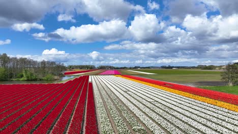 drone flight over rows of colorful tulip fields in the netherlands