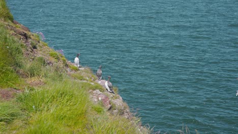 araos en acantilados escoceses de fowlsheugh, otras aves marinas volando alrededor