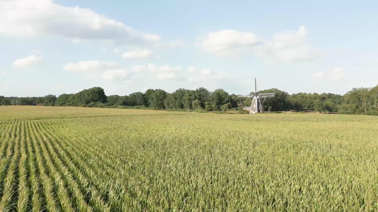 Mulino a vento olandese in un campo di mais
