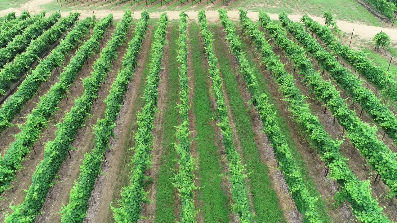 vuelo aéreo sobre un viñedo de uva en la parte montañosa de texas
