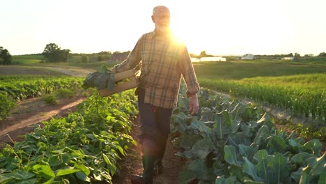 wide angle beautiful backlit view of man farmer with basket of harvest in green field in the rays of the sun at sunset