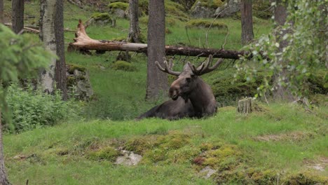 elk or moose, (alces alces) in the green forest. beautiful animal in the nature habitat.