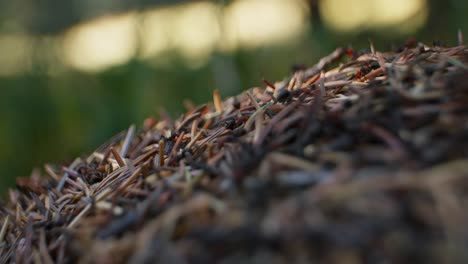 anthill top close up rack focus