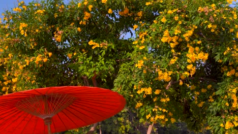 Calm-and-relaxing-locked-off-view-of-red-Asian-paper-umbrella-and-yellow-flowers