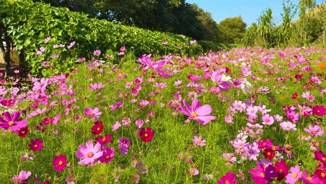 flores de colores en un jardín exuberante