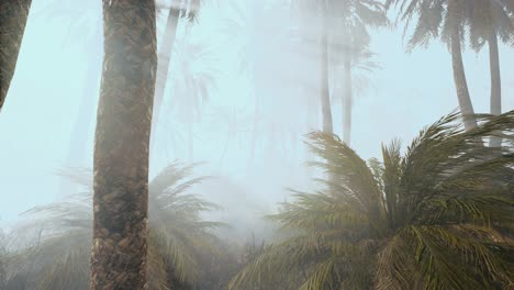 coconut palms in deep morning fog
