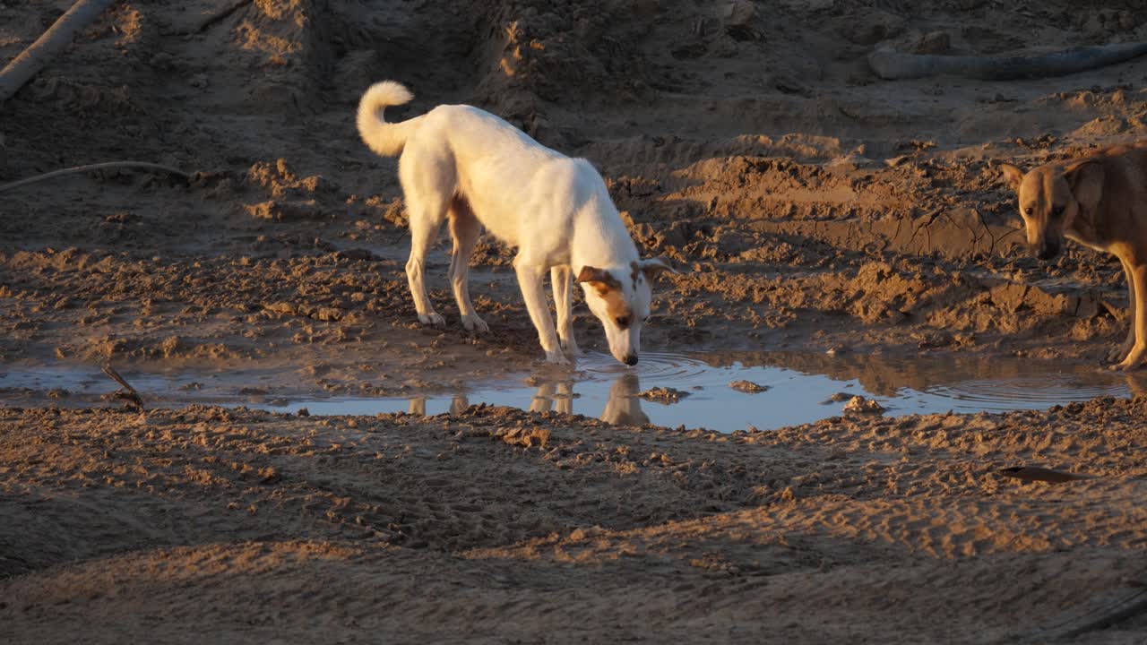 un grupo de perros abandonados por sus dueños bebiendo agua de un charco fangoso