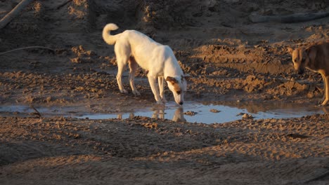 Ein-Rudel-Hunde,-Die-Von-Ihren-Besitzern-Ausgesetzt-Wurden-Und-Wasser-Aus-Einer-Schlammigen-Pfütze-Trinken