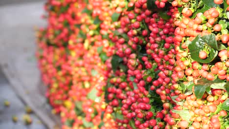 Nahaufnahme-Schärfentiefe-Rote-Blume-Vorbei