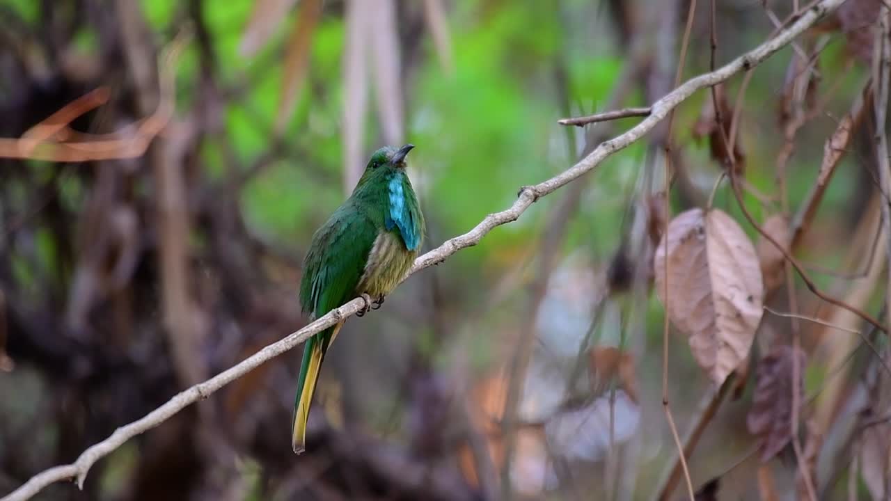 el abejaruco de barba azul se encuentra en la península de malaya, incluida tailandia, en claros de bosques particulares
